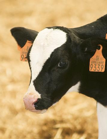  Desarrollo Rural suscribe un convenio de colaboración con la Federación de Criadores de Vacuno de Razas Cárnicas de Cantabria