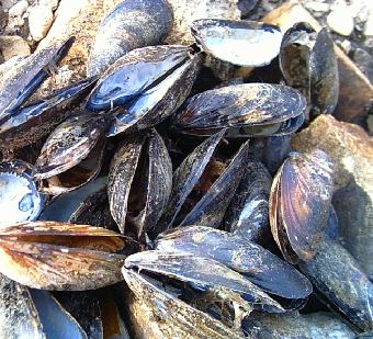  Prohibida la extracción y comercialización de moluscos bivalvos en la bahía de Santander, Marismas de Santoña y ría de Mogro