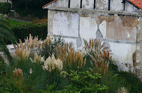 Los plumeros han invadido Cantabria