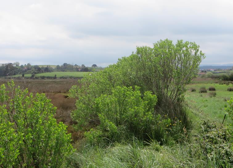  Cantabria es la región española con más superficie invadida por la planta invasora «chilca»