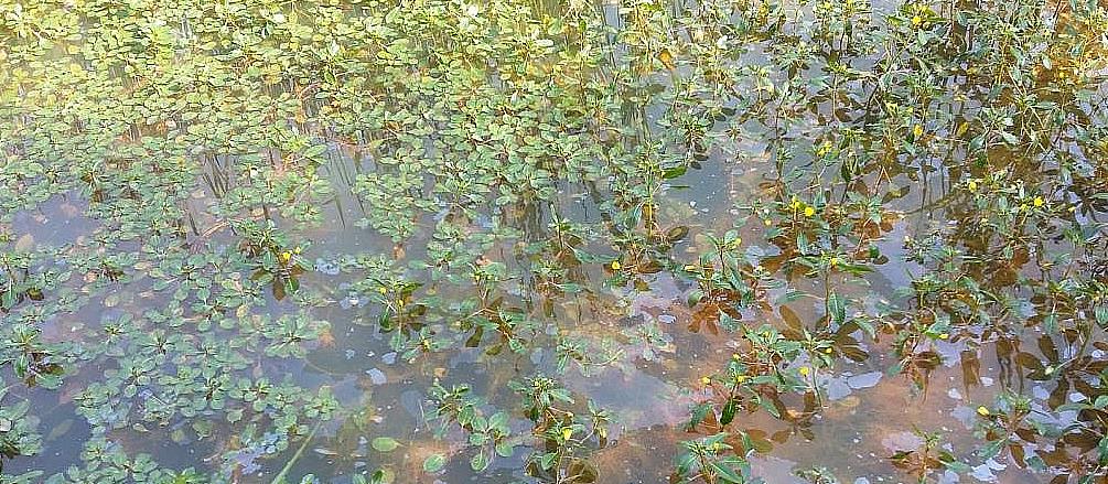 Alertan sobre plantas invasoras en la bahía de Santander