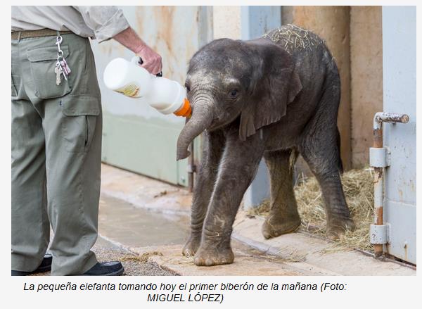 Nace en Cabárceno el segundo elefante africano en menos de un mes - Foto: Gobierno de Cantabria, Miguel López