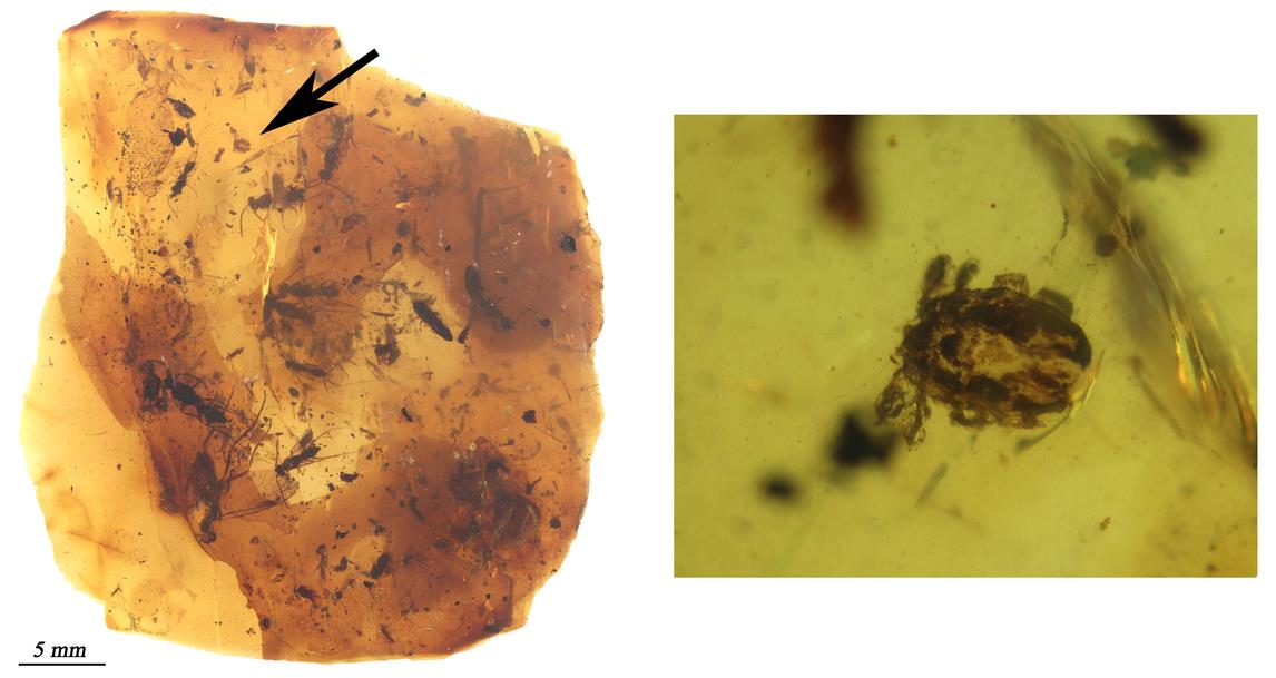 Descubierta en el yacimiento de ámbar de El Soplao la garrapata más antigua del mundo