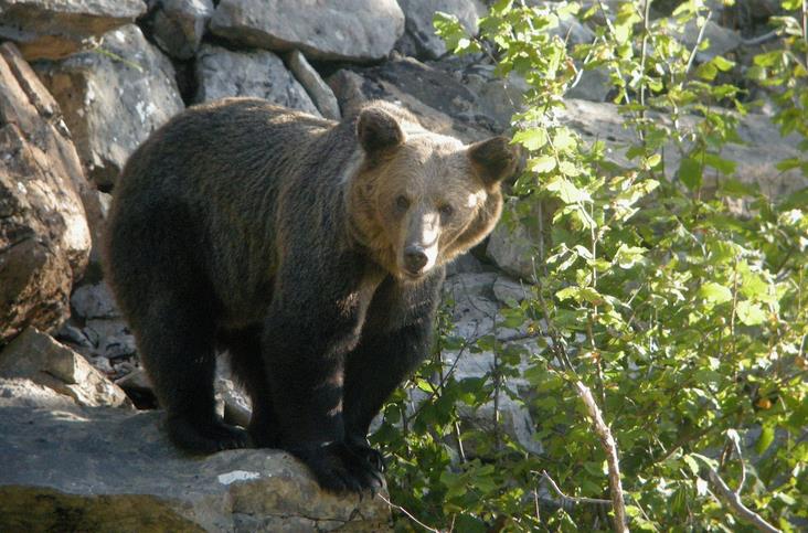 La conservación del oso pardo, a debate en el Fluviarium de Liérganes