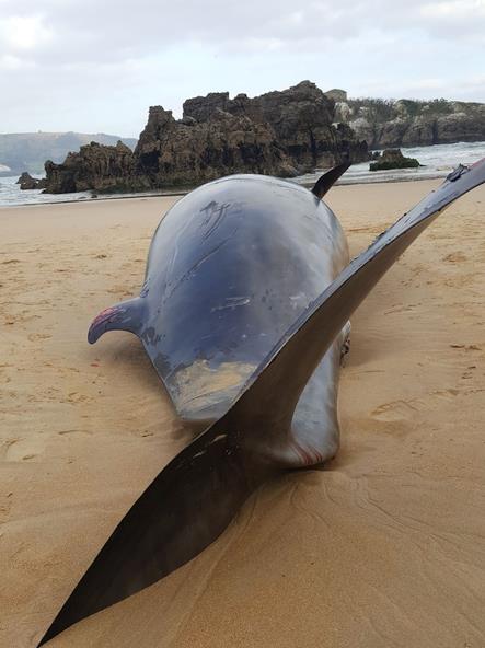 Aparece muerto un cetáceo de más de cinco metros en la playa de Ris