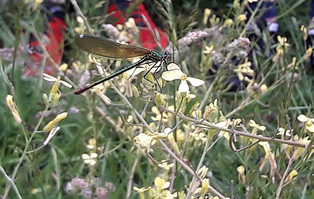 Cantabria busca su primera reserva entomológica