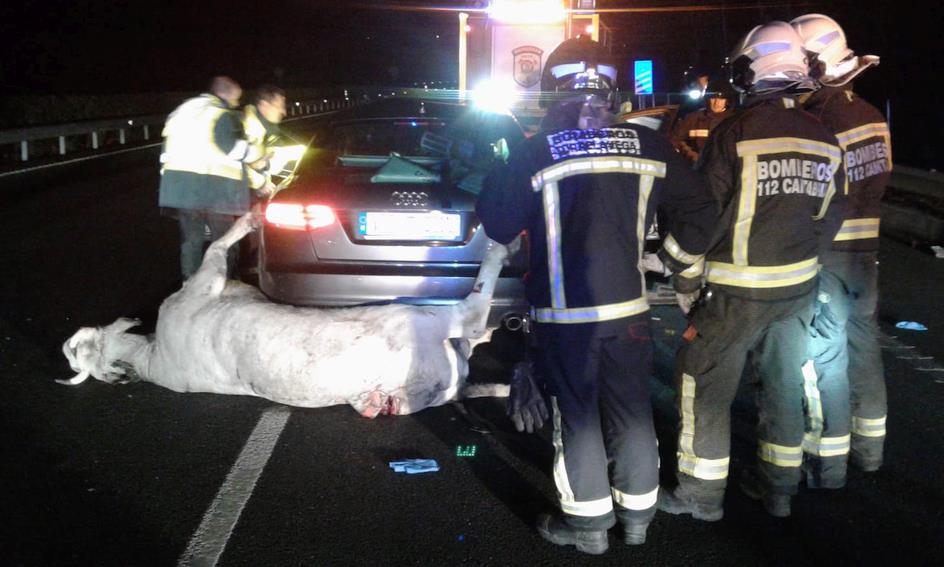 Fallece un hombre de 54 años tras colisionar su coche con una vaca en la A-8