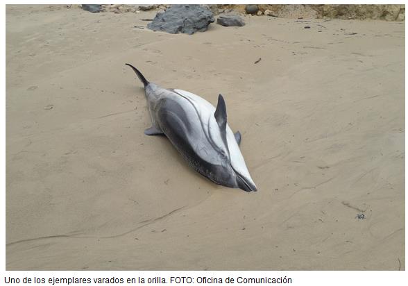 Aparecen catorce delfines muertos en la playa de Oyambre