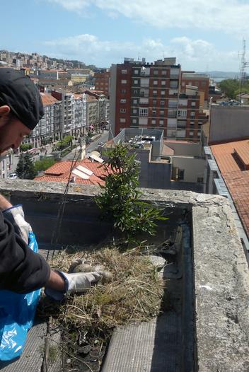 Santander pone en marcha una nueva campaña de control de la población de gaviotas