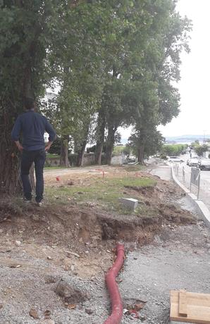 ARCA acusa al Ayuntamiento de Santander de iniciar la legislatura "talando árboles de gran porte en el Sardinero"