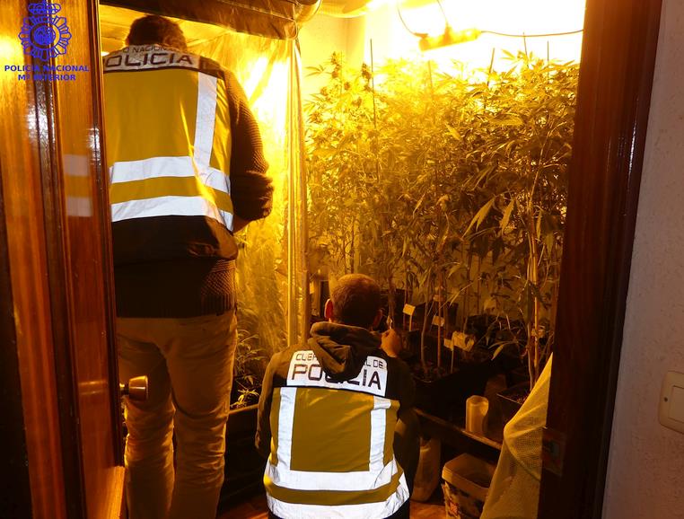  La Policía Nacional desmantela en Santander una sofisticada instalación para cultivar marihuana