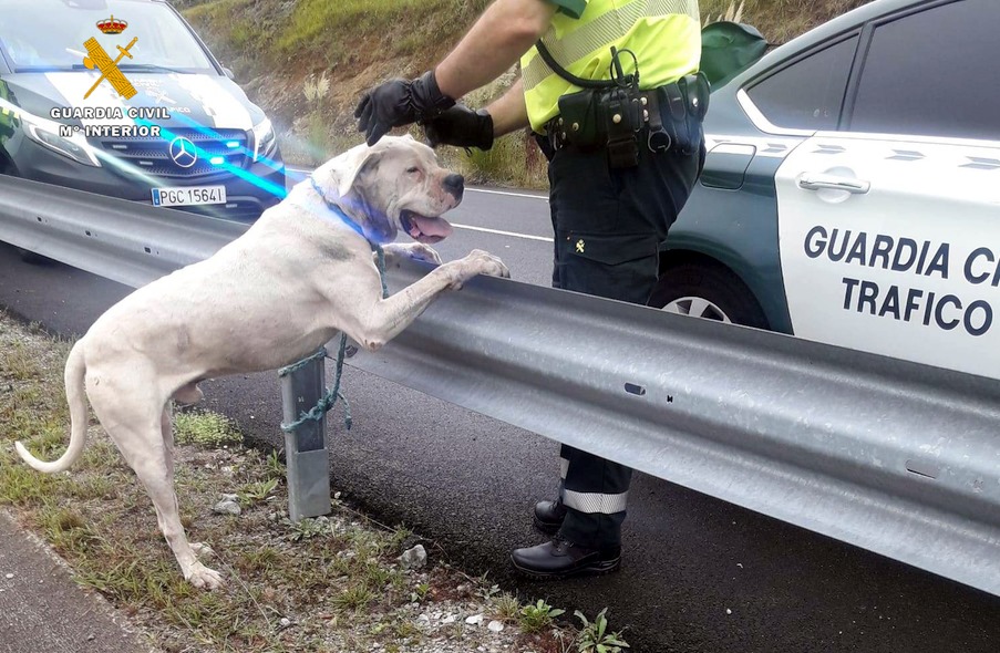 La Guardia Civil captura a un perro potencialmente peligroso, en estado agresivo y que había matado a otro animal