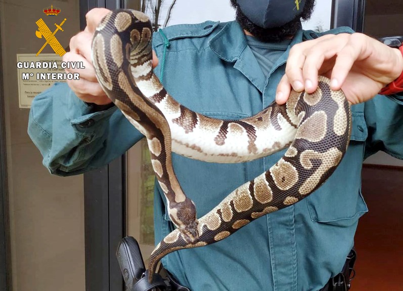 Capturada una serpiente pitón que se había introducido en el jardín de una vivienda de Castañeda