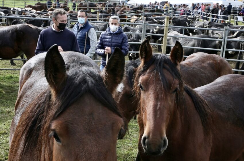 Zuloaga y Blanco reafirman en Valle el compromiso del Ejecutivo autonómico de seguir apoyando y potenciando al sector ganadero de la región - Foto: Nacho Romero, gobierno de Cantabria