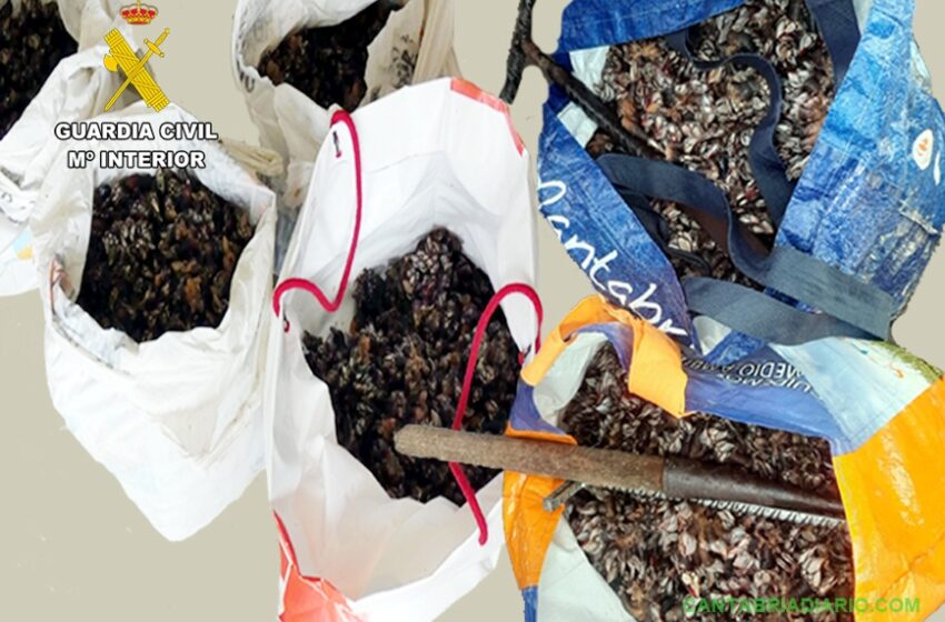 La Guardia Civil intercepta a seis furtivos con más de cuarenta kilos de percebes