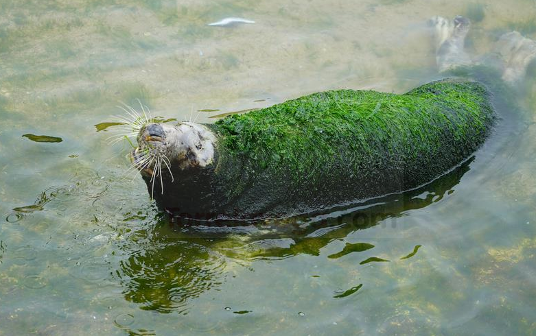  La Fiscalía abre diligencias sobre el zoo de La Magdalena