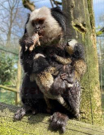 Nacen trillizos de Tití de Geoffroyen el Zoo de Santillana del Mar