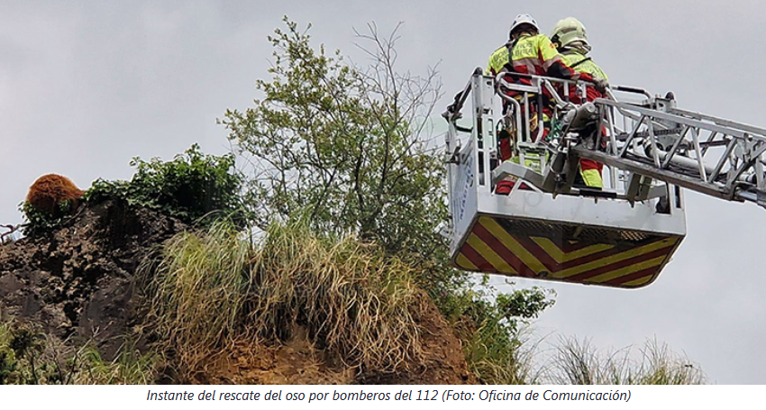 Muere el oso rescatado ayer en el Parque de la Naturaleza de Cabárceno