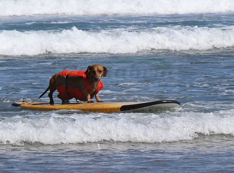 ¿Quieres ver perros surfeando? La playa de La Concha de Suances acoge la III edición del Campeonato de surf para perros