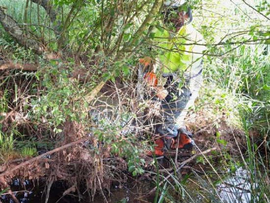 La Confederación Hidrográfica del Cantábrico trabaja en el arroyo Bichurichas en Comillas - En la imagen trabajos con motosierra para la adecuación de la vegetación de la ribera