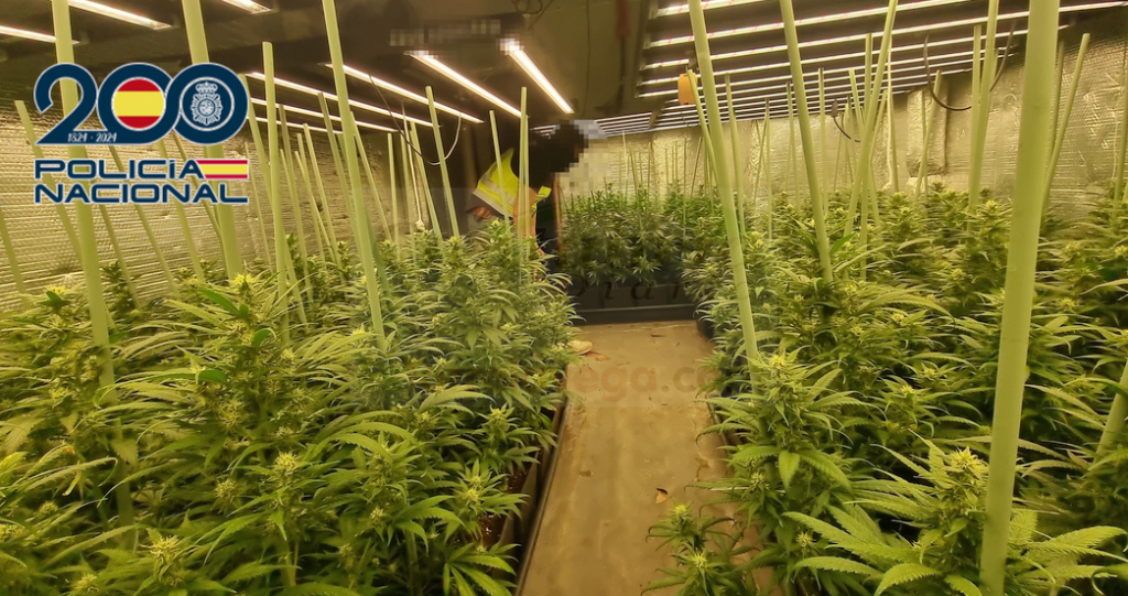La Policía Nacional desmantela una plantación de marihuana en un piso de Nueva Montaña