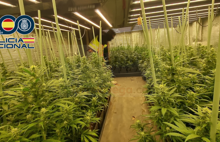 La Policía Nacional desmantela una plantación de marihuana en un piso de Nueva Montaña
