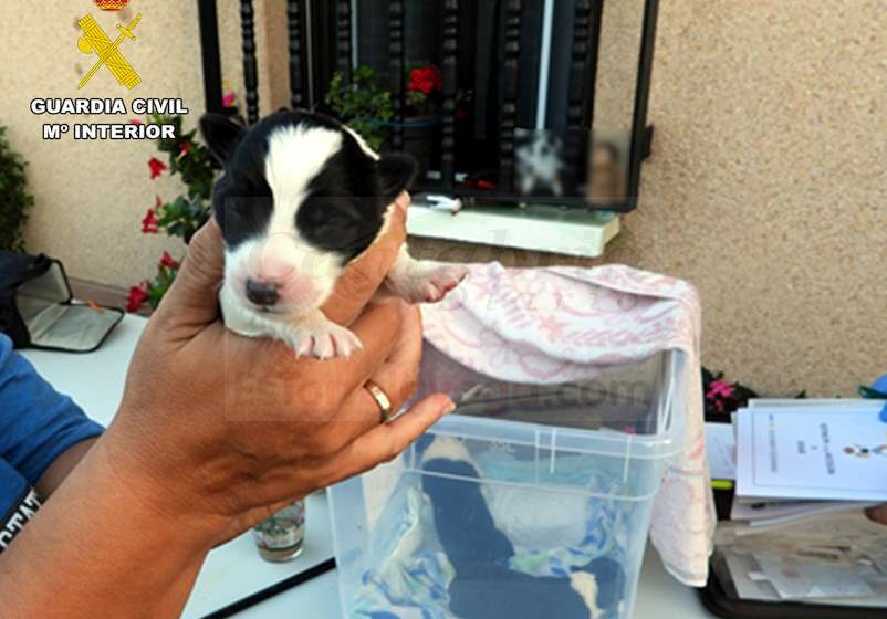  Investigado por abandonar a cuatro cachorros en un contenedor de basura