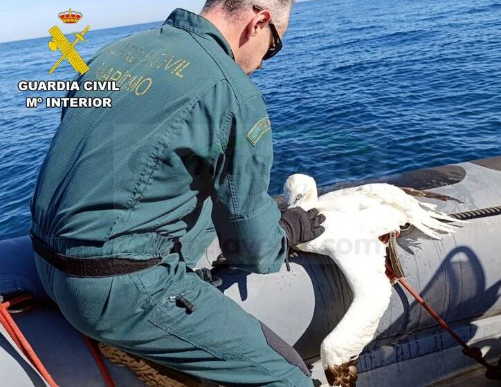 La Guardia Civil rescata a un alcatraz enredado en un palangre en la zona de la Virgen del Mar