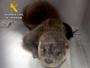 La Guardia Civil rescata a una nutria en las proximidades del puerto de Santander