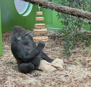 Moja, la gorila más mediática del Parque de Cabárceno, cumple 20 años