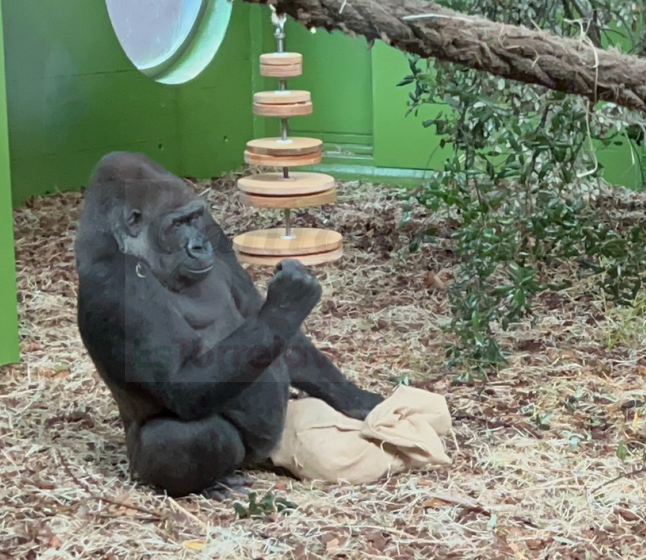 Moja, la gorila más mediática del Parque de Cabárceno, cumple 20 años