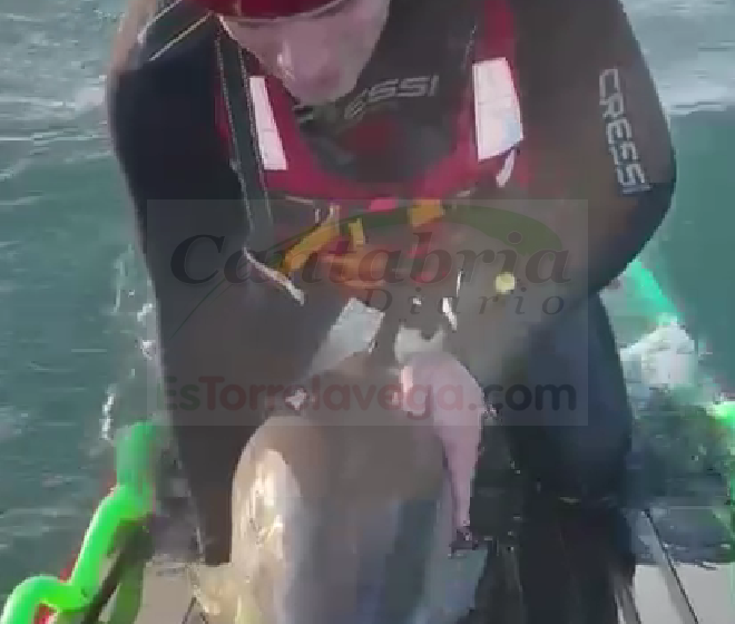 Rescatados dos delfines varados en Santoña