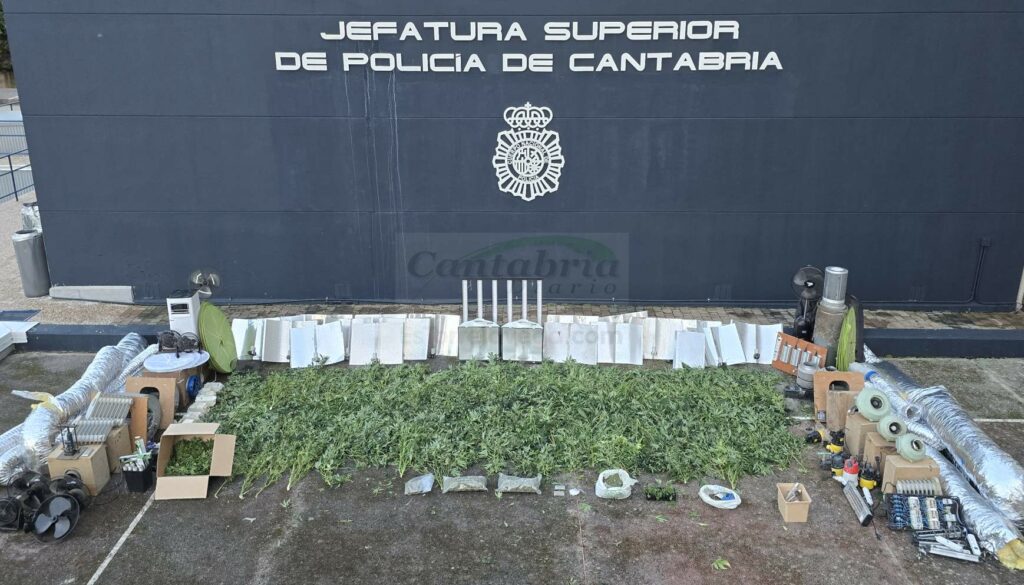 Incautadas casi 300 plantas de marihuana en una plantación en Castañeda