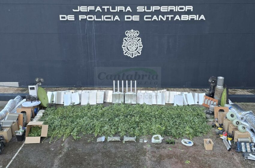 Incautadas casi 300 plantas de marihuana en una plantación en Castañeda