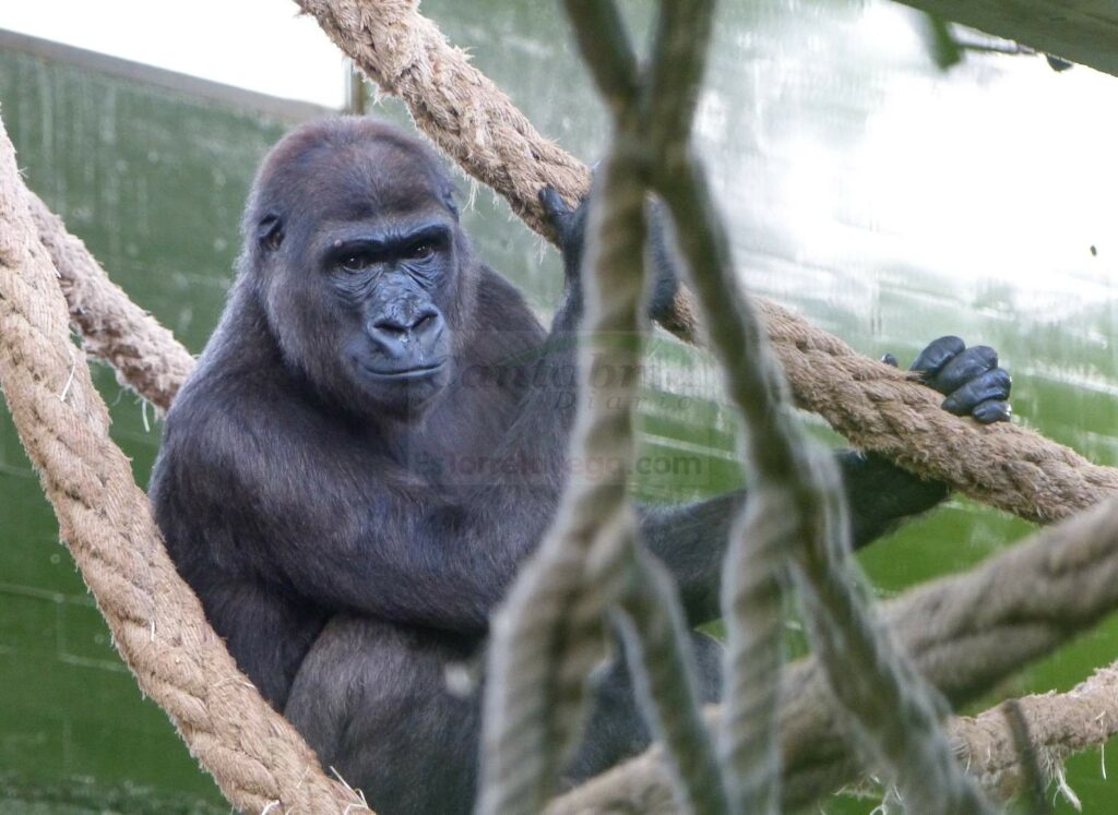 Cabárceno recibe a Xetsa, gorila procedente del Zoo de Frankfurt