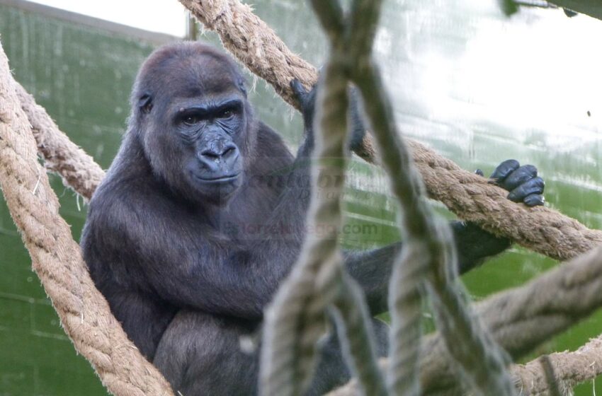 Cabárceno recibe a Xetsa, gorila procedente del Zoo de Frankfurt